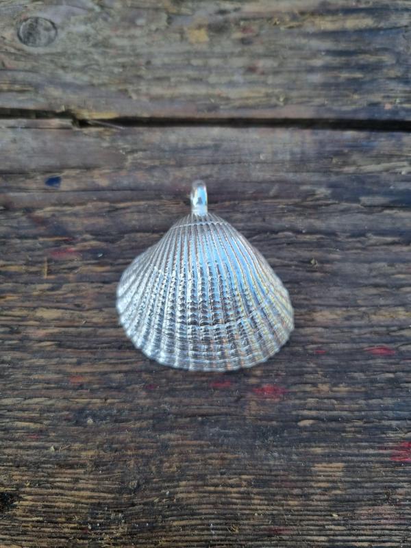 Herzmuschel - die „Große“